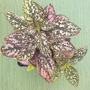 Pink Polka dot plant in white ceramic